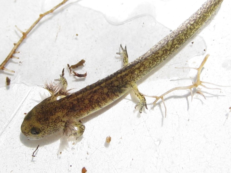 anche questa  salamandrina?? S. perspicillata, larva